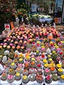 Amsterdam Flower shop